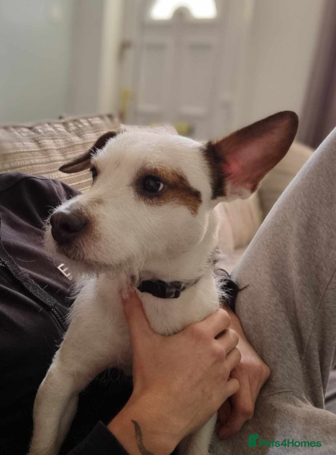 Jack Russell dogs for sale: Jack russel  - Image 1