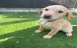 Labrador Retriever dogs for sale: READY NOW Beautiful top kc line Labrador puppy’s  - Image 7