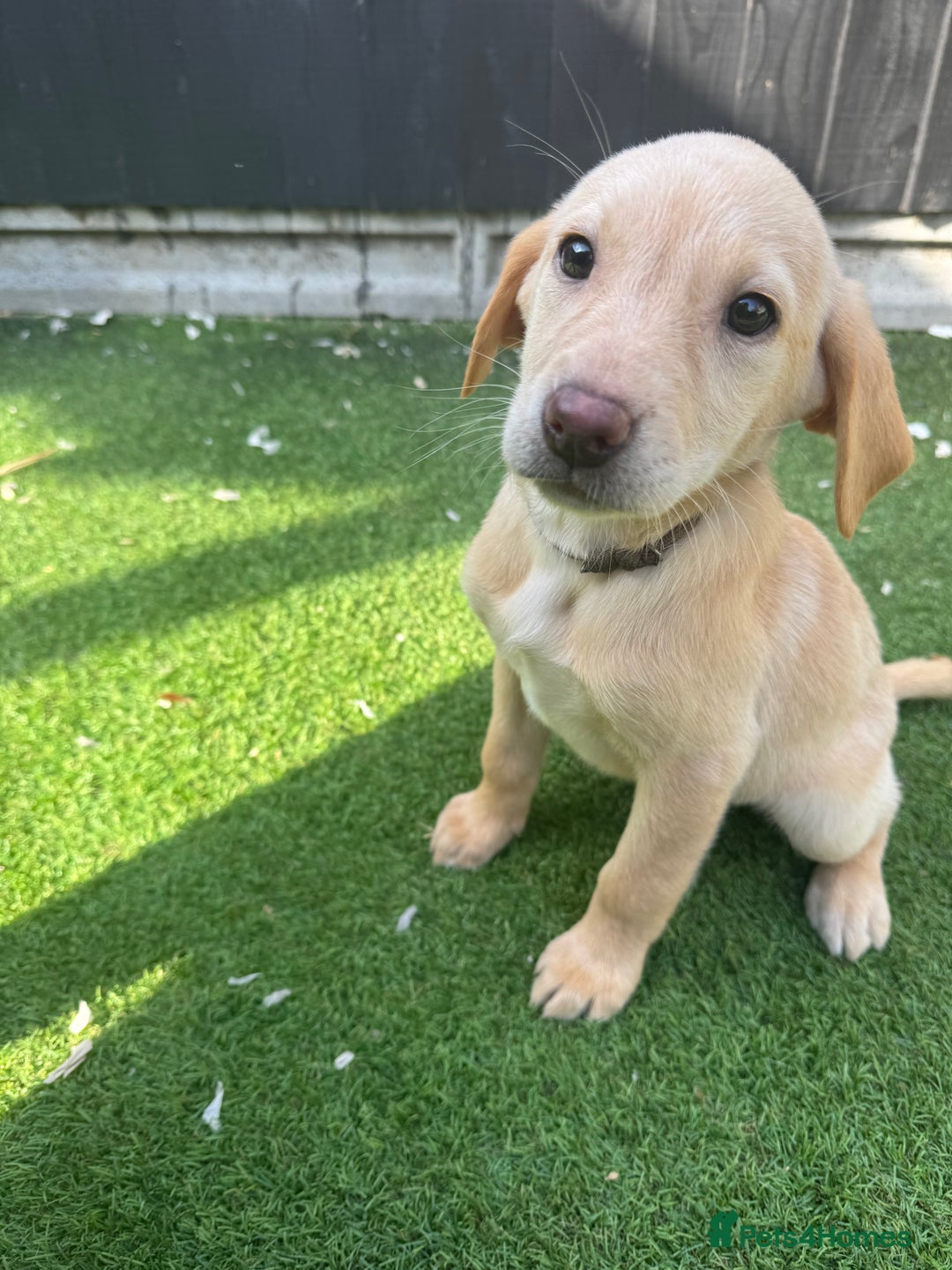 Labrador Retriever dogs for sale: READY NOW Beautiful top kc line Labrador puppy’s  - Image 7