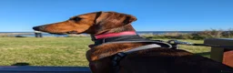 Miniature Dachshund dogs for sale: Miniature Dacshund Puppy Available - Advert 9