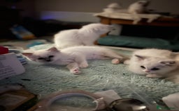 Ragdoll cats for sale: Blue mitted and bicolour ragdolls - Image 32