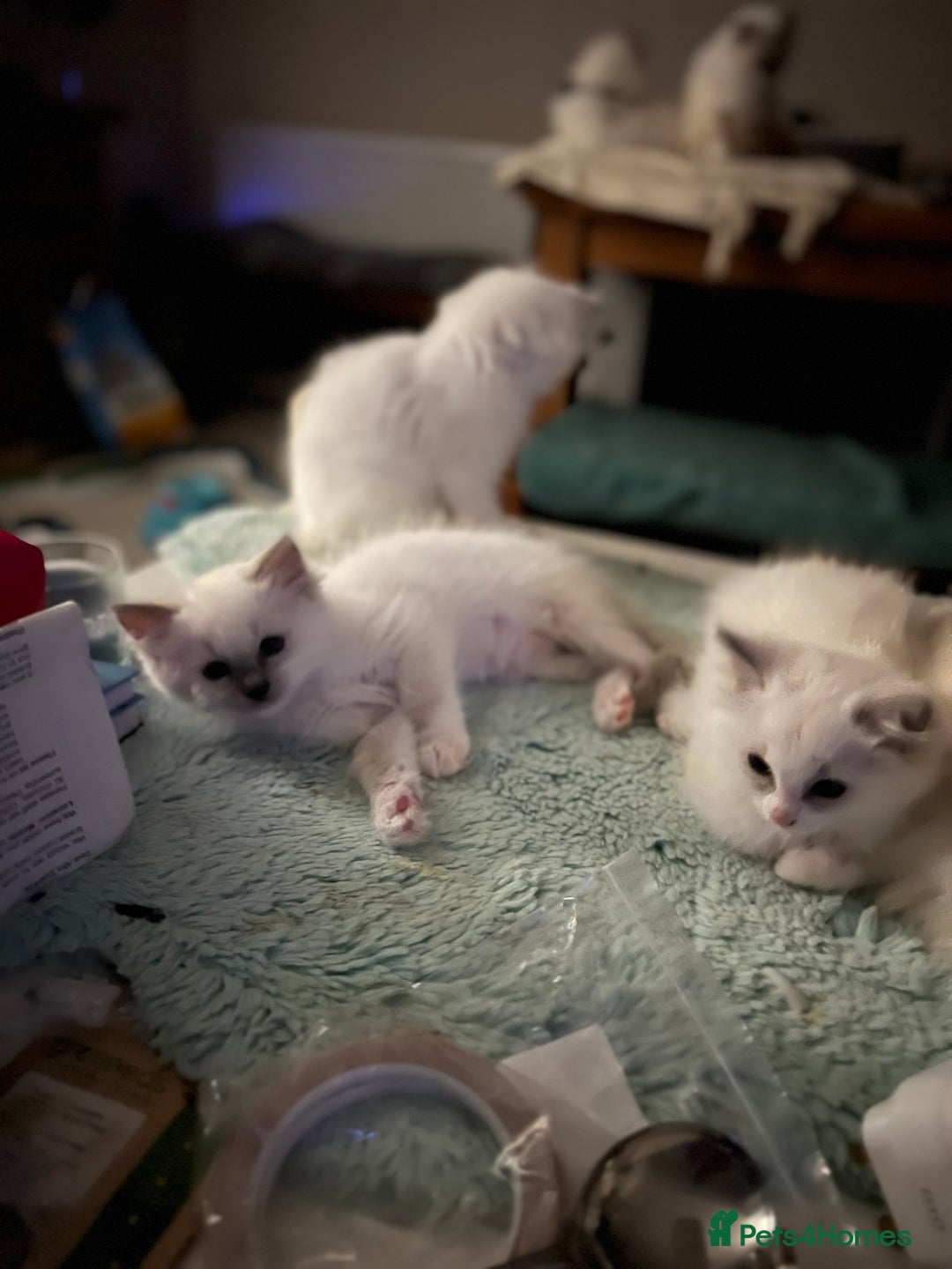 Ragdoll cats for sale: Blue mitted and bicolour ragdolls - Image 32