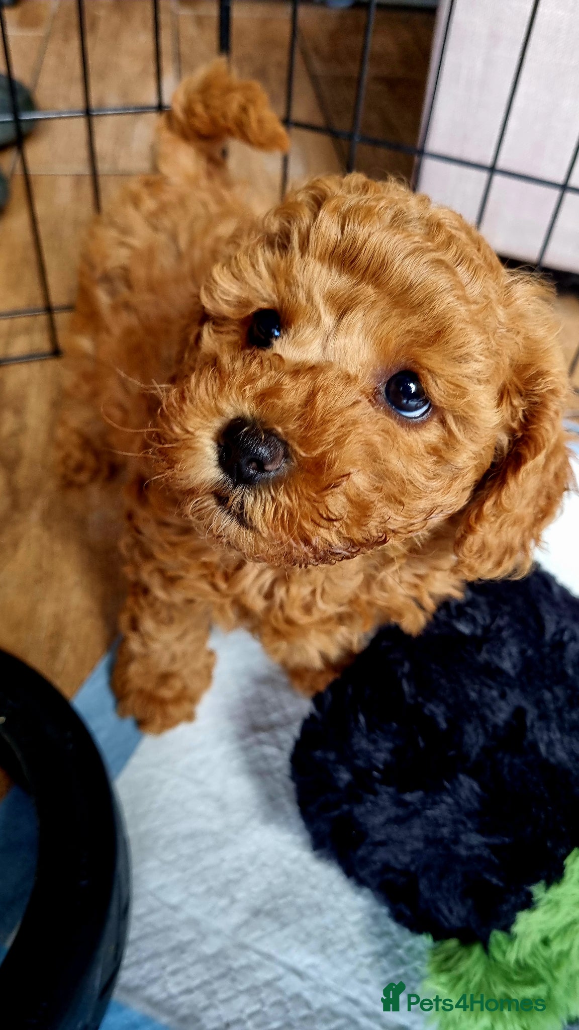 Maltipoo dogs 💕 Beautiful Maltipoo Girls available 💕  - Advert 13