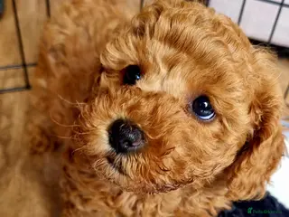 Maltipoo dogs 💕 Beautiful Maltipoo Girls available 💕 - Advert 13
