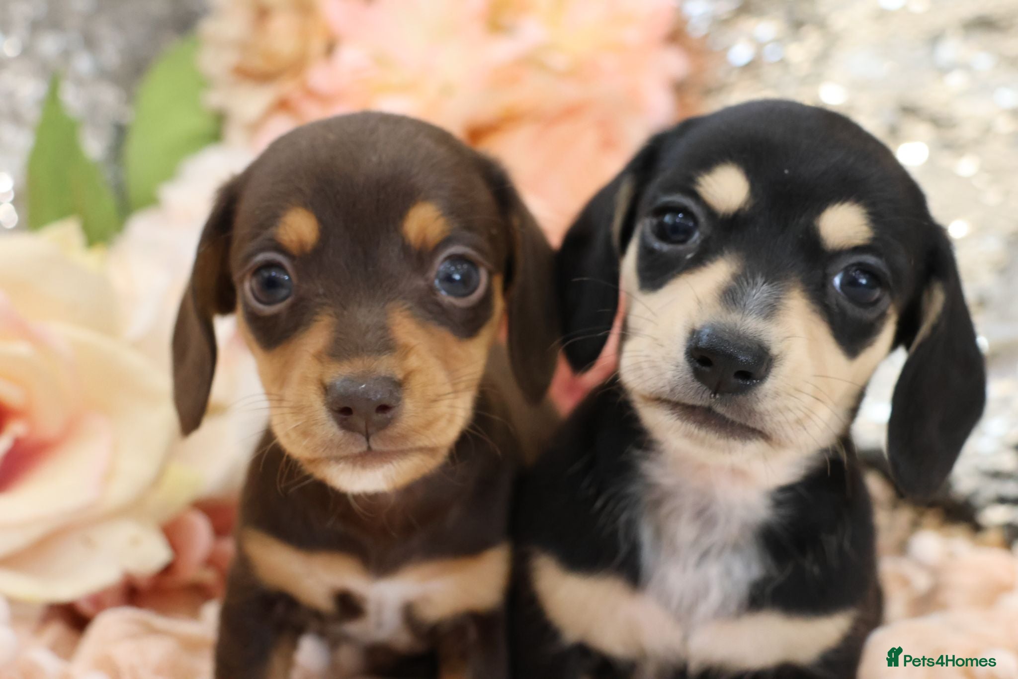 Miniature Dachshund dogs KC Miniature Dachshund Puppies - Advert 4