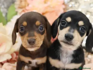 Miniature Dachshund dogs KC Miniature Dachshund Puppies - Advert 4