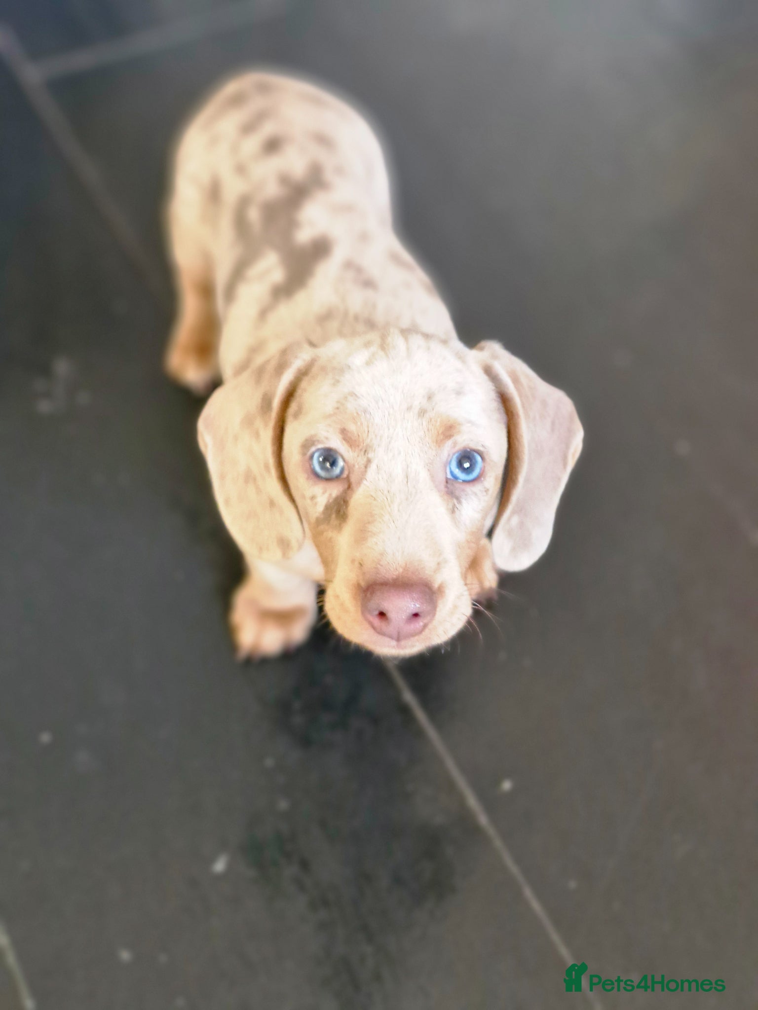 Miniature Dachshund dogs READY NOW KC Miniature Dachshunds 1 BOY LEFT    - Advert 2