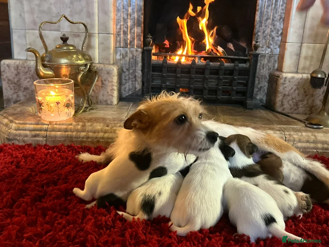 Jack Russell dogs for sale: Stunning Miniature Jack Russell Puppies  - Advert 3