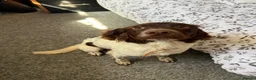 Welsh Springer Spaniel dogs for sale: 9 month old Springer Spaniel  - Advert 3