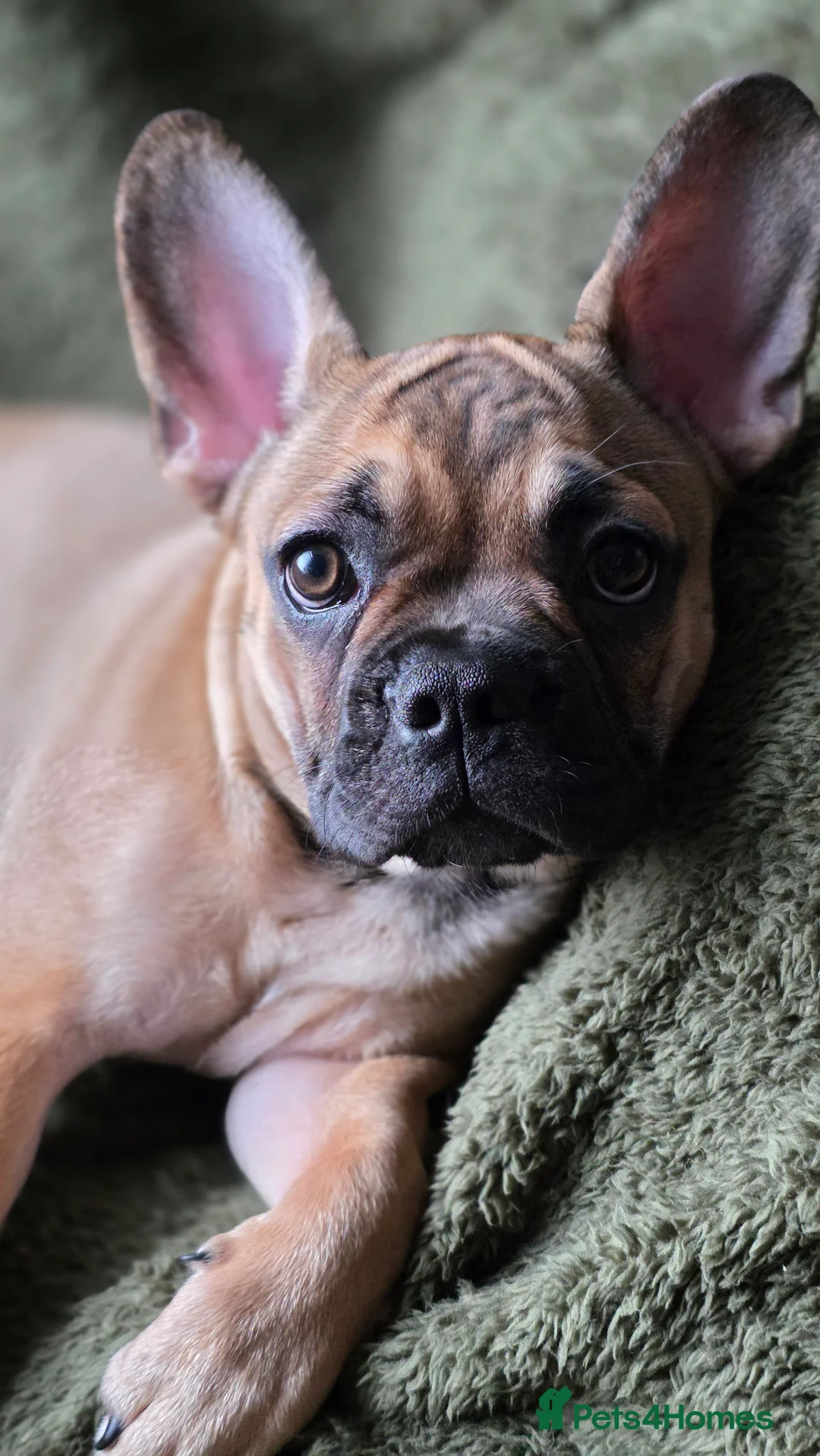 Mixed Breed dogs for sale: Frenchie x Chihuahua - Advert 5