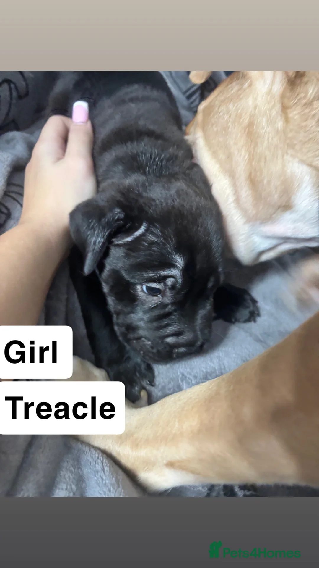 Mixed Breed dogs for sale: Staff/shar pei puppies - Advert 10