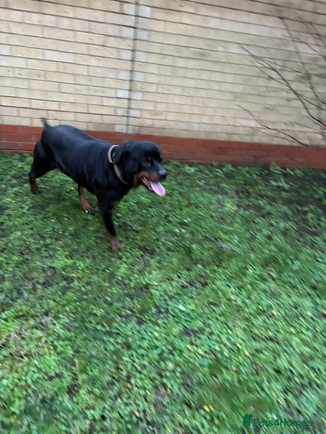 Rottweiler dogs for sale: Kc reg Rottweiler female  - Advert 4