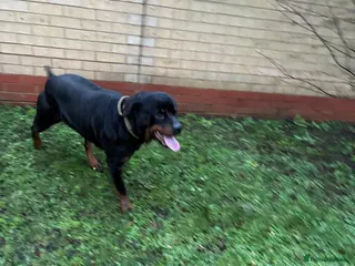 Rottweiler dogs KC Reg Rottweiler Female - Advert 12