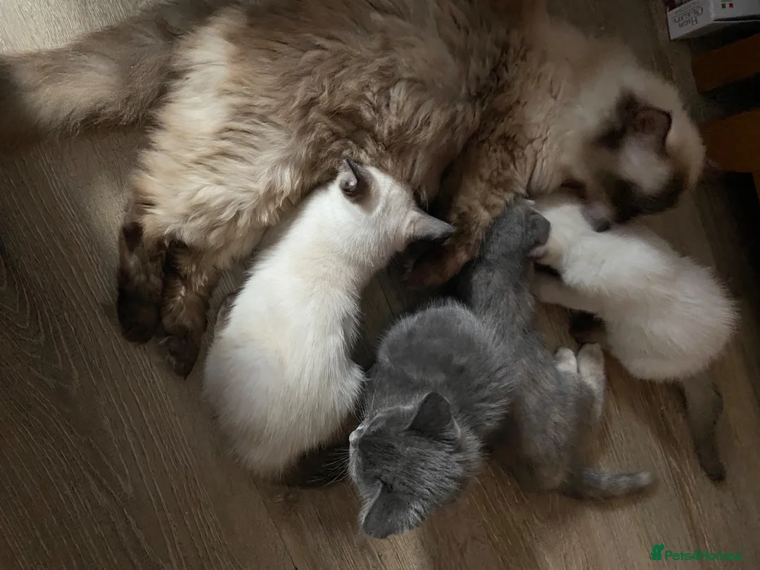 Mixed Breed cats for sale: Mixed kittens  - Advert 1