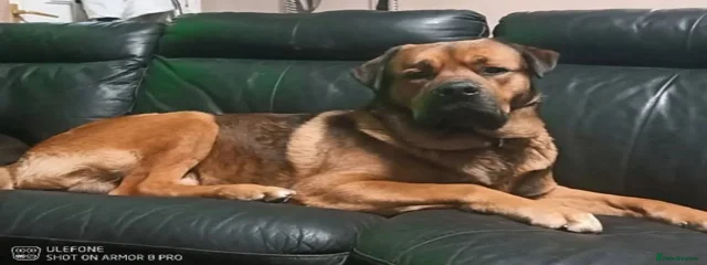 Deebo