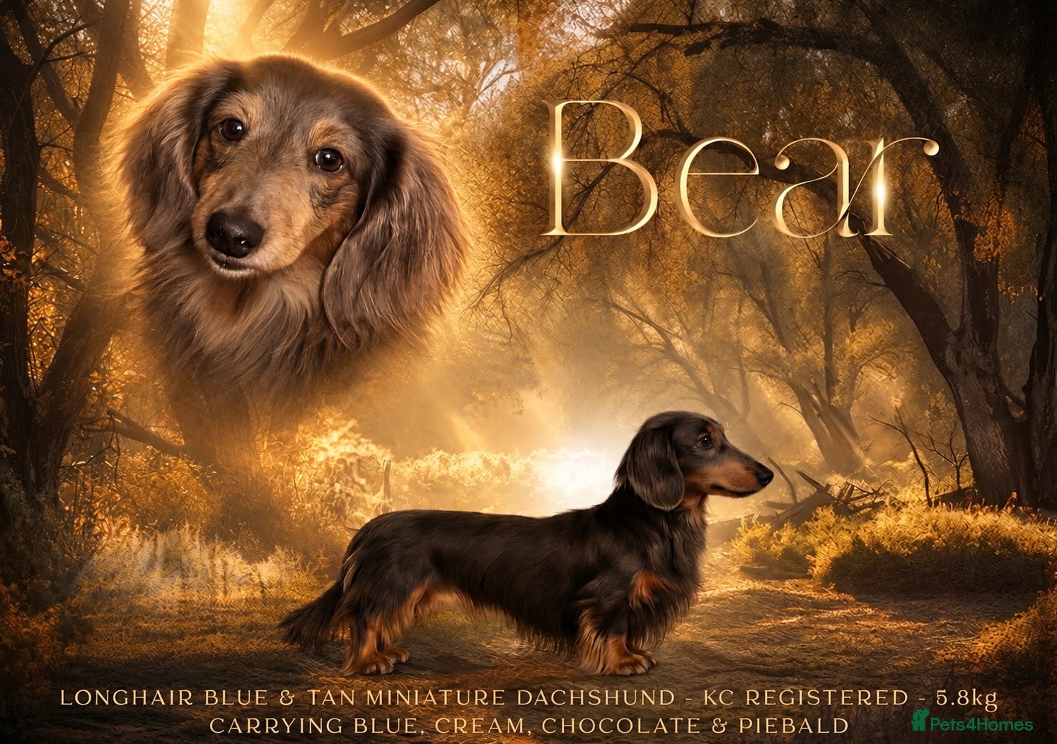 Miniature Dachshund dogs Long Haired Miniature Blue and Tan Stud - Advert 12