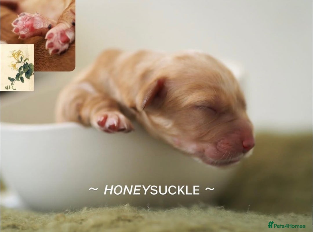 Australian Labradoodle dogs for sale: 5 Australian Labradoodle girls - Advert 8