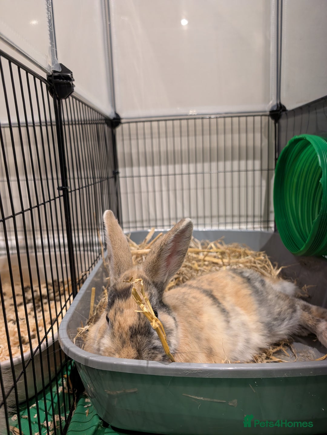 Mixed Breed rabbits for sale: Toffee - Advert 4