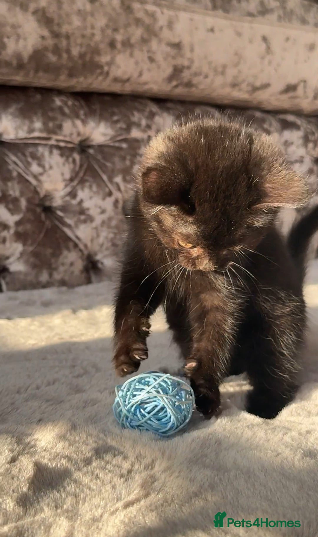 British Shorthair cats for sale: British Blue x kittens - Image 9