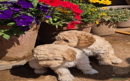 Miniature Poodle dogs for sale: LUXURY Litter of KC Registered Miniature Poodles - Image 20