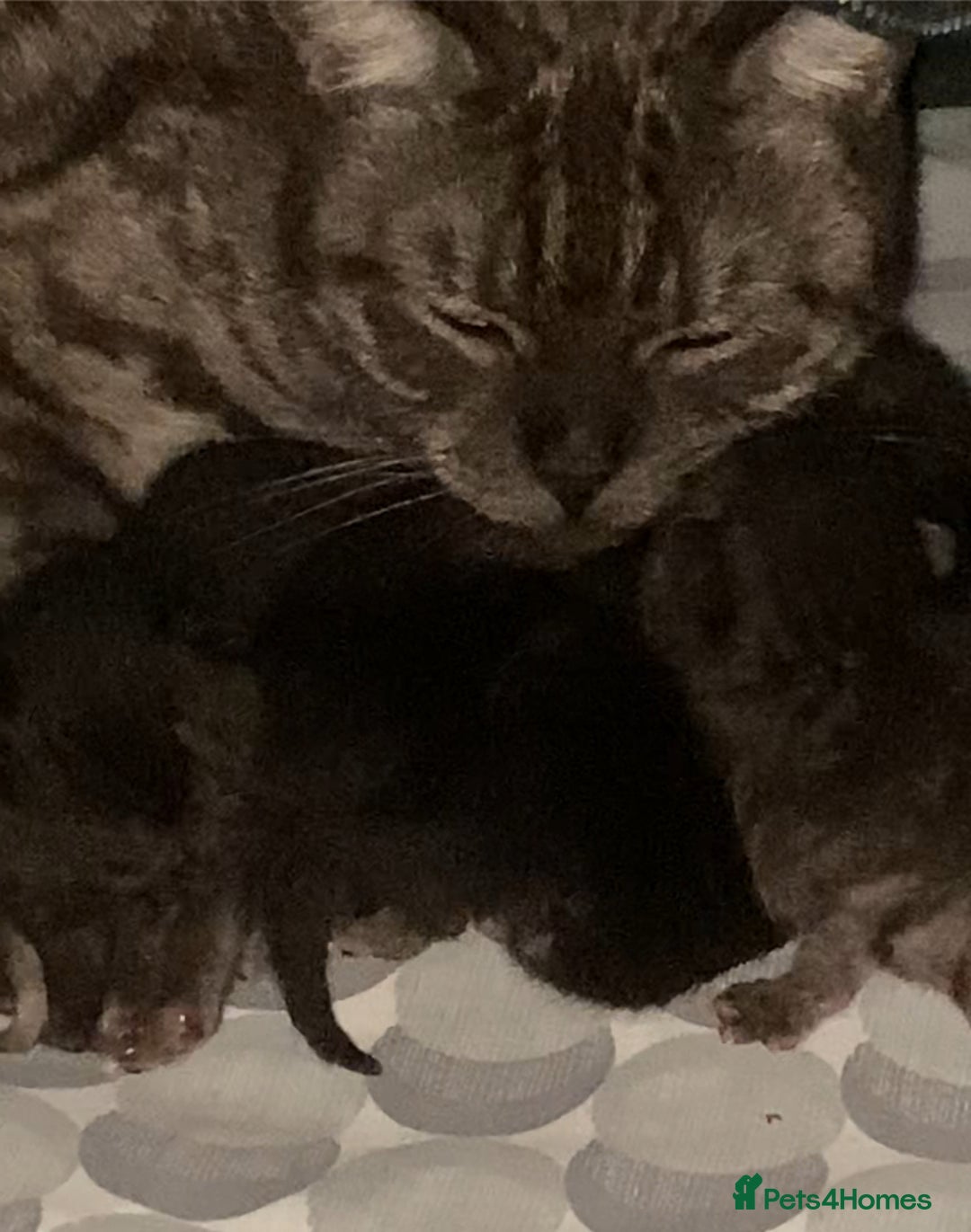 Scottish Fold cats for sale: Unique Smoke Scottish folds/straights - Advert 3