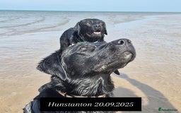 Labrador Retriever dogs for sale: 2 beautiful male black labradors for sale.  - Advert 5