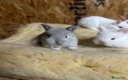 Netherland Dwarf rabbits for sale: Baby netherlands dwarfs ready in 4 weeks - Image 2