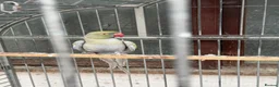Ringnecks birds for sale: 2 pairs of Ring Neck - Advert 2