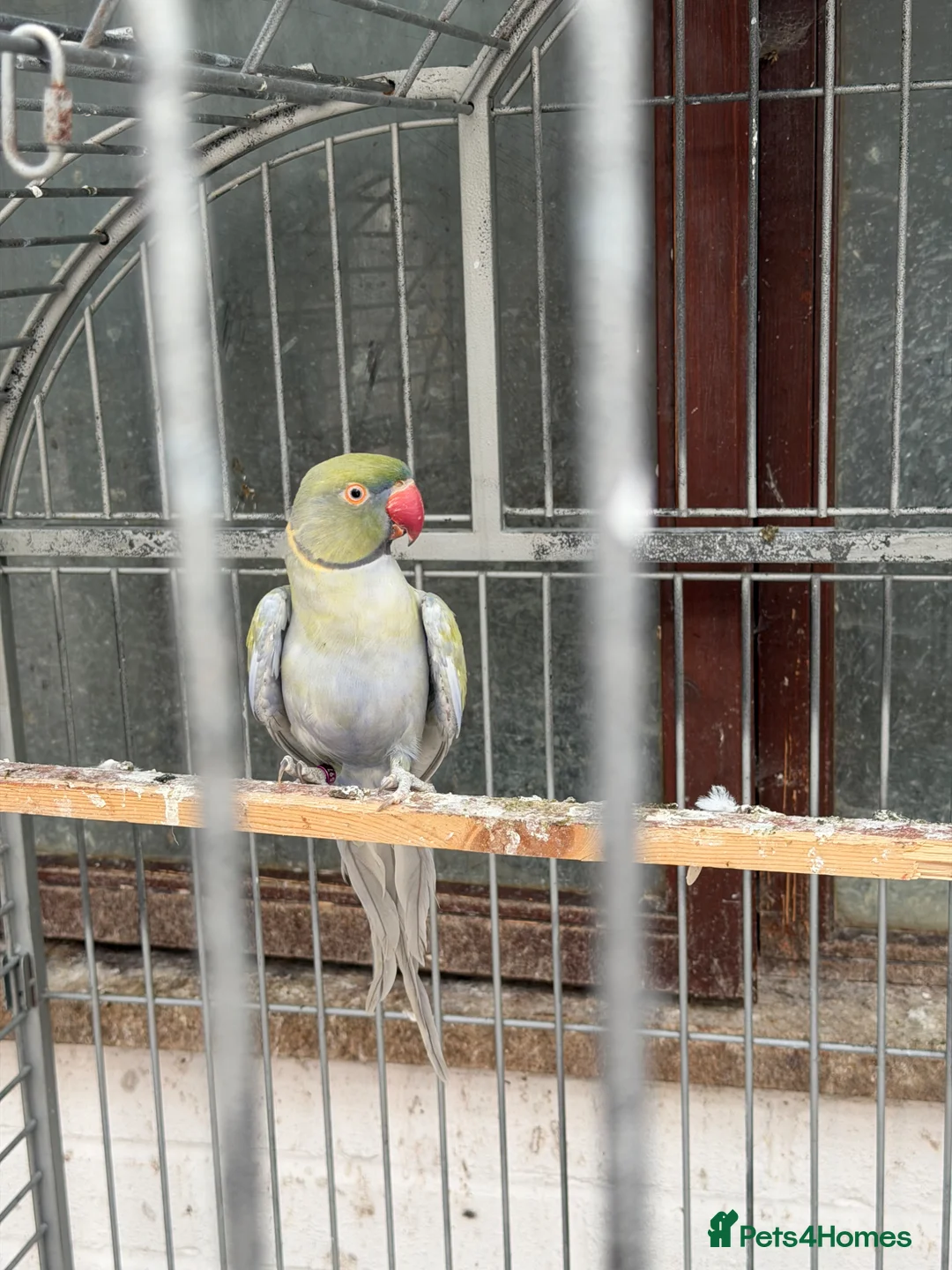 Ringnecks birds for sale: 2 pairs of Ring Neck - Advert 2