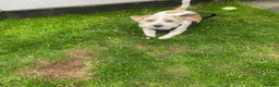 Jack Russell dogs for stud: KC registered Jack Russel Terrier available stud  - Advert 6