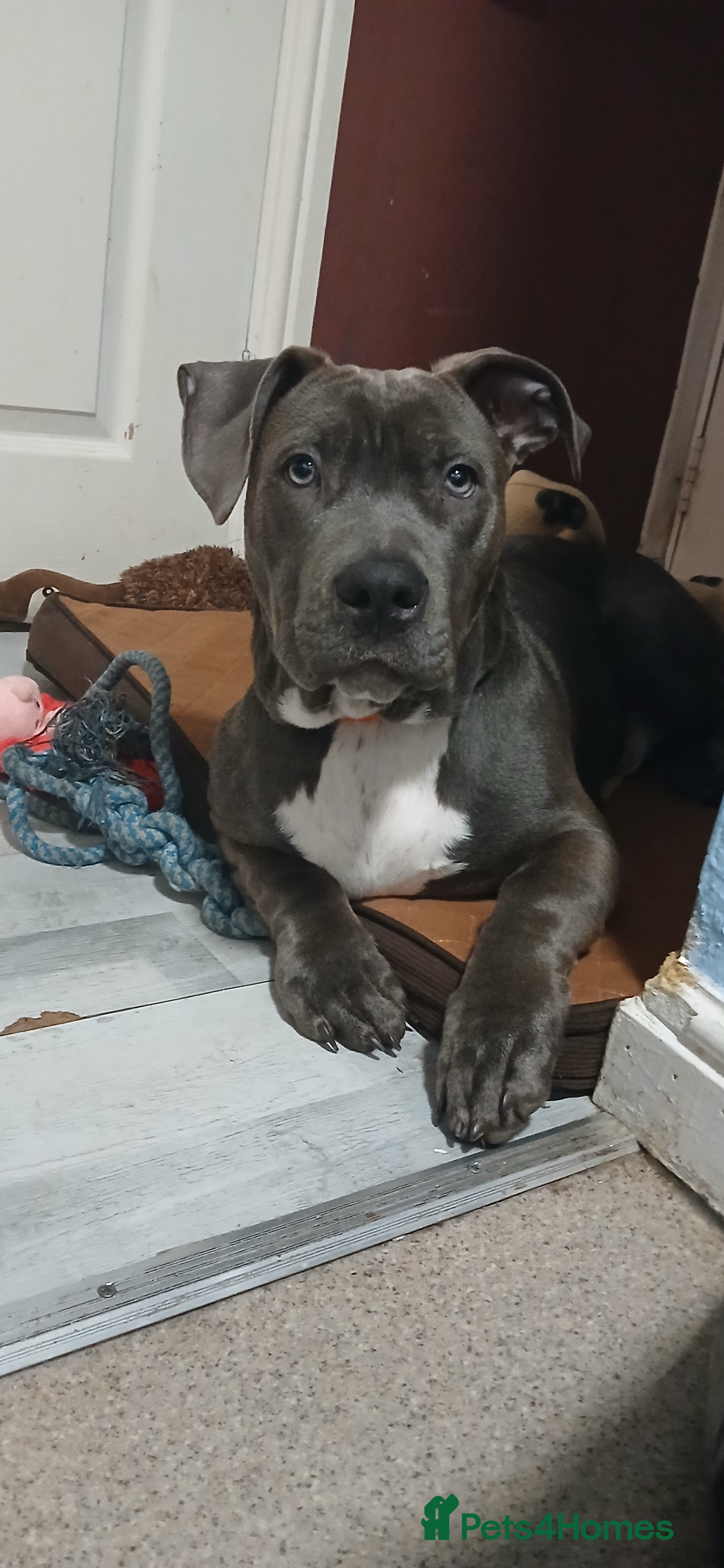 Mixed Breed dogs Staff cross ridgeback  - Advert 1