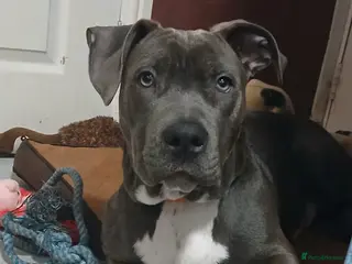 Mixed Breed dogs Staff cross ridgeback - Advert 1