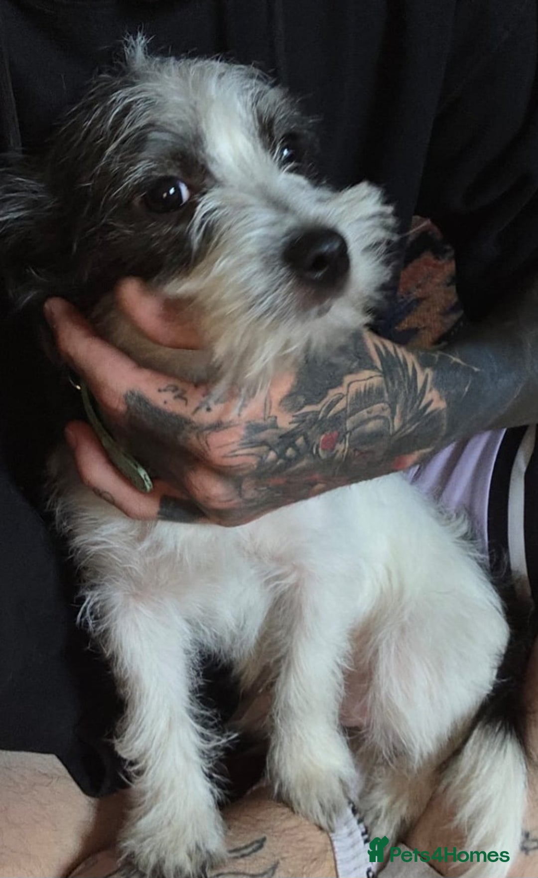 Morkie dogs for sale: Maltese cross - Image 3