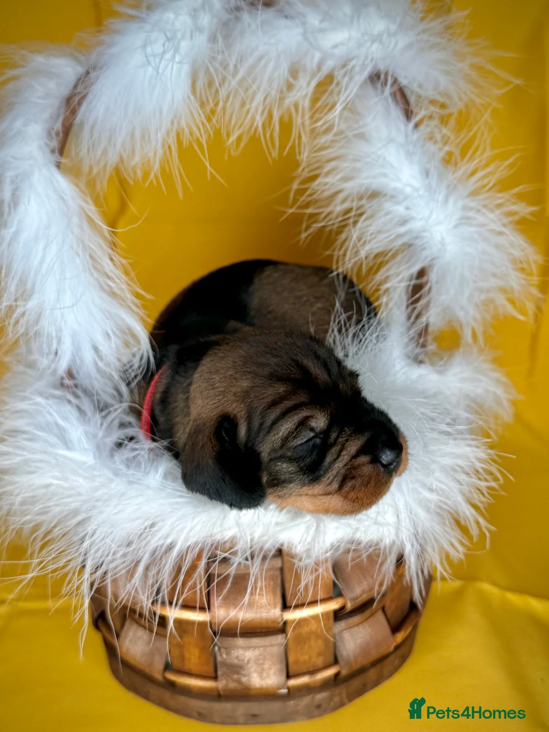 Miniature Dachshund dogs for sale: KC Reg Wire Haired Miniature Dachshund Puppies  - Advert 2