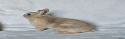 Netherland Dwarf rabbits for sale: Netherland Dwarf boy - Advert 3