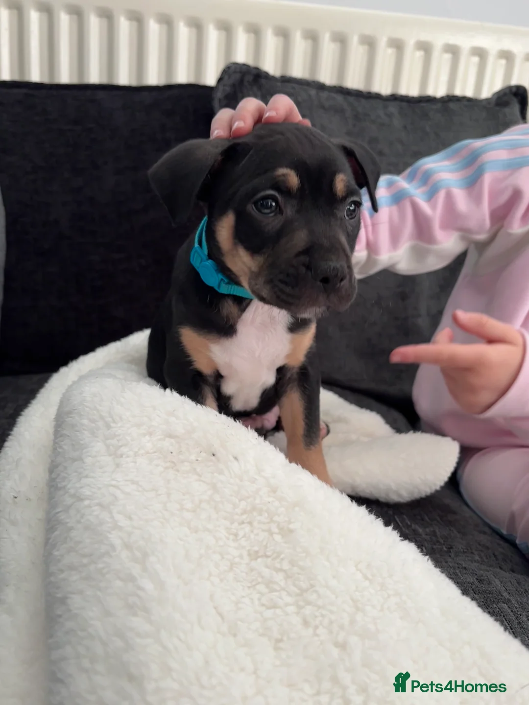 Mixed Breed dogs for sale: 9 week old staff x American bulldog - Advert 5