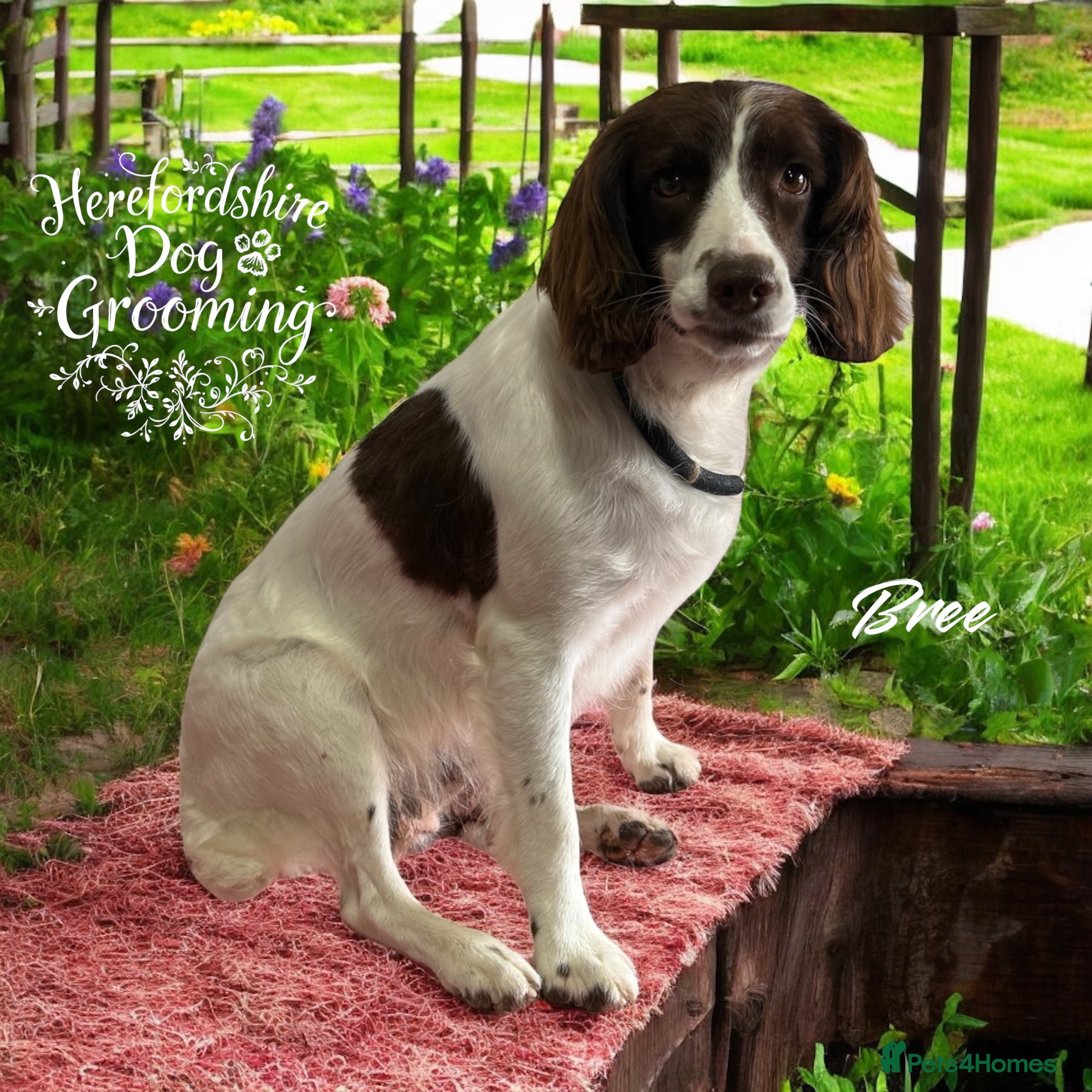 Sproodle dogs Stunning Sproodles  - Advert 2