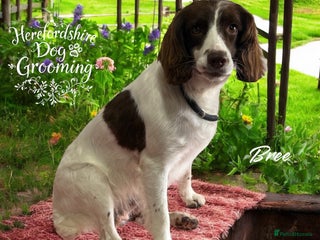 Sproodle dogs for sale: Stunning Sproodles - Advert 1