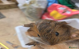Guinea Pig rodents for sale: Beautiful mixed baby guinea pigs - Image 2