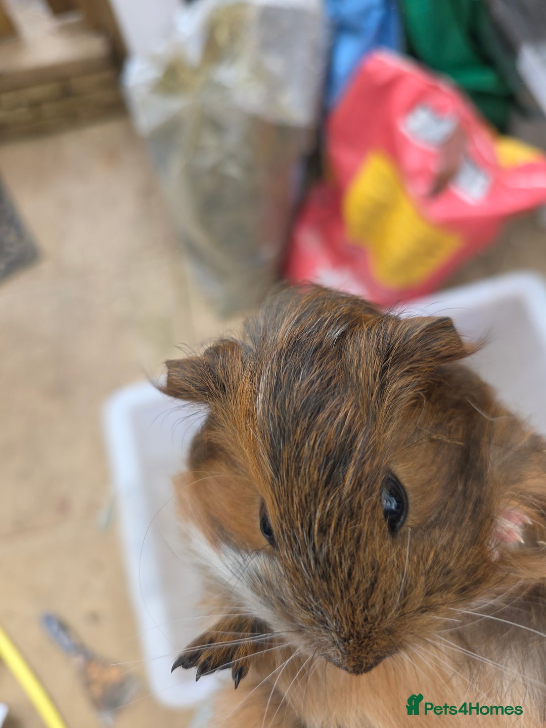 Guinea Pig rodents for sale: Beautiful mixed baby guinea pigs - Image 2
