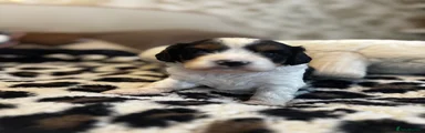 Cavapoo 3