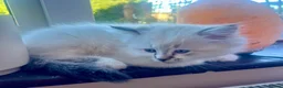 British Longhair cats for sale: British Longhair little kittens  - Advert 23