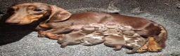 Miniature Dachshund dogs for sale: Miniture dachshund puppies  - Advert 3