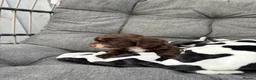 Cockapoo dogs for sale: Premium Cockapoo Puppies in Wakefield - Advert 3