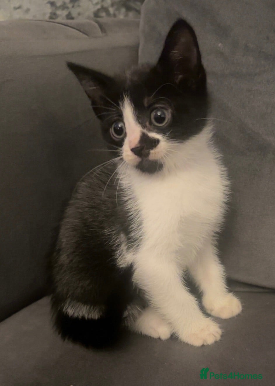 Mixed Breed cats Last kitten grey, black and white boy - Advert 1