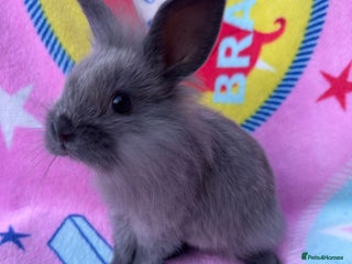 Lionhead rabbits - Advert 26