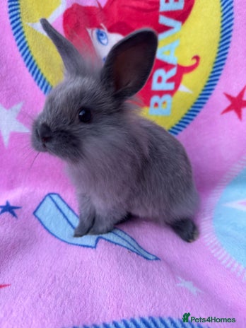 Lionhead rabbits - Advert 16