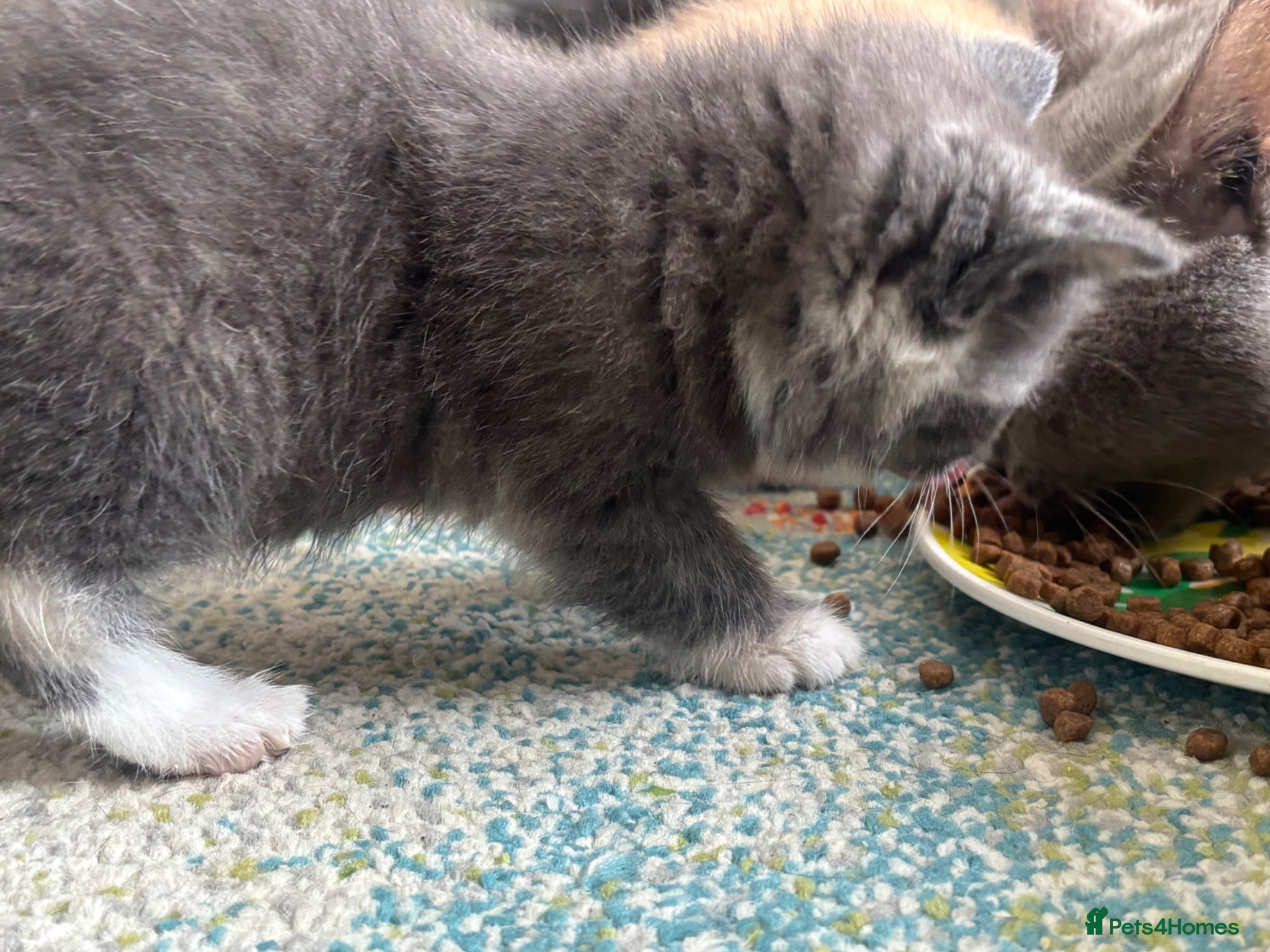 British Shorthair cats for sale: 1 beautiful British Blue - Advert 24