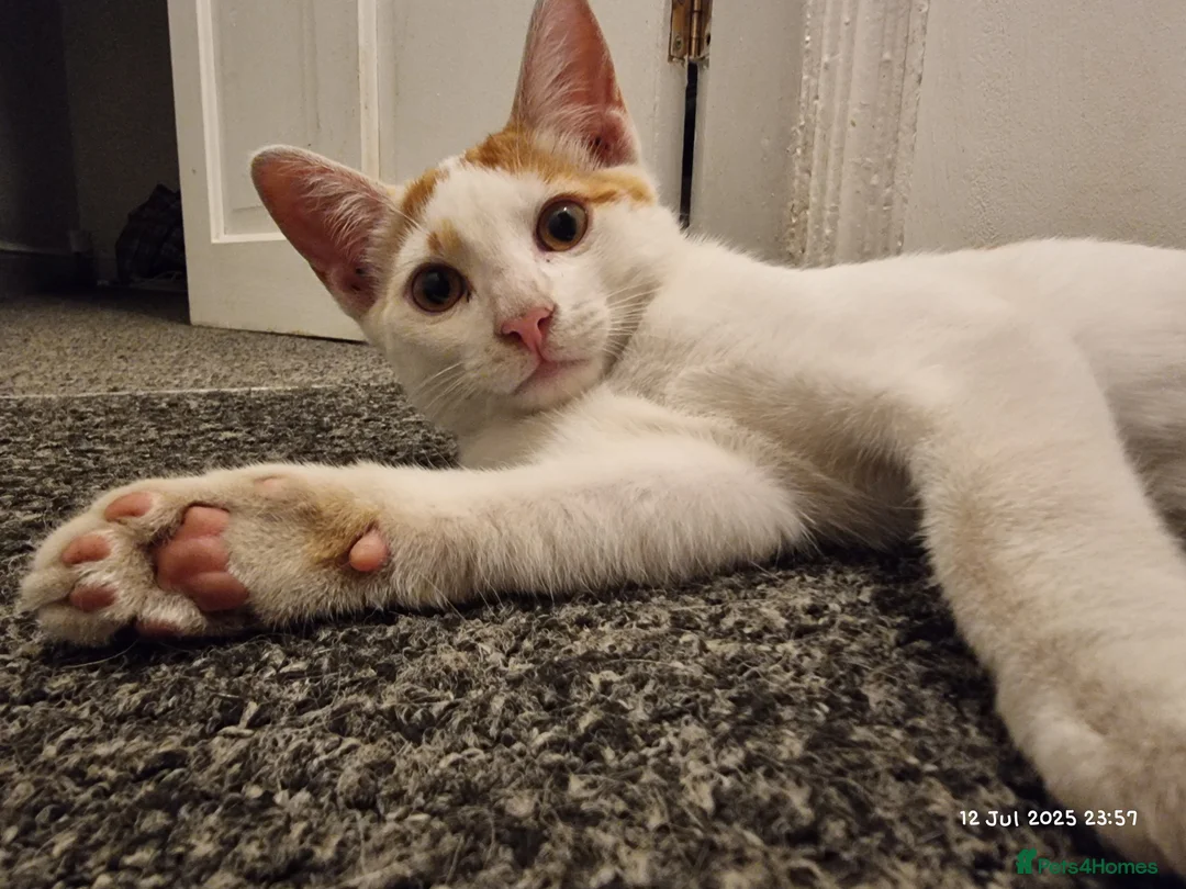 Brazilian Shorthair cats for sale: Family of 3 gorgeous cats for adoption - Advert 3