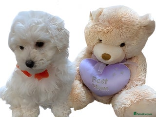 Maltipoo dogs Daisy 🌼 Beautiful White Maltipoo girl ready to go - Advert 6